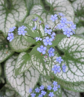 Brunnera macrophylla 'Jack Frost'